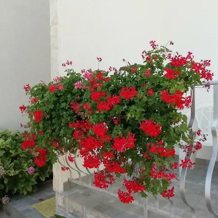 Vidovic Apartamento Vodice